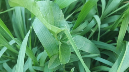 Green leaves background. Green leaves background. Green leaves background. Green leaves background