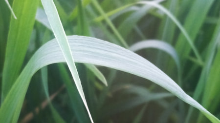 Close up of green grass with shallow depth of field and blurred background