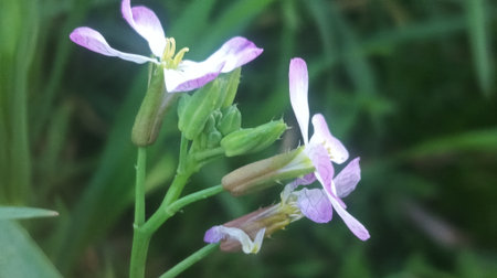 Close up of a purple flower with green leaves in the background.