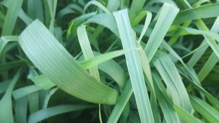 Green grass background. Green leaves background. Green leaves texture. Green leaves background.