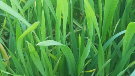 Green grass background, green grass background, green grass background, green grass background