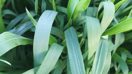 Green grass background. Green leaves background. Green leaves background. Green leaves background.