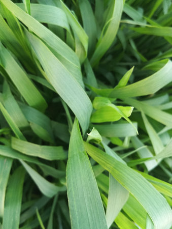 Close up of green grass texture background. (Selective focus)