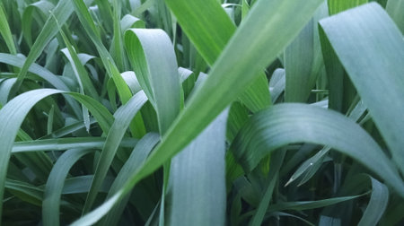Close-up of green grass in the field. Selective focus.