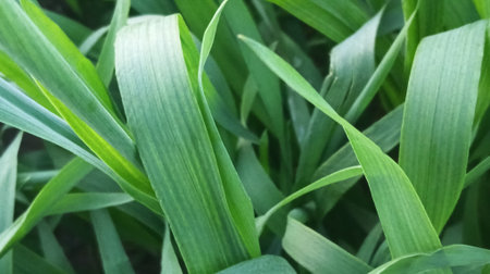 Green leaves of corn in the field. Natural background and texture.