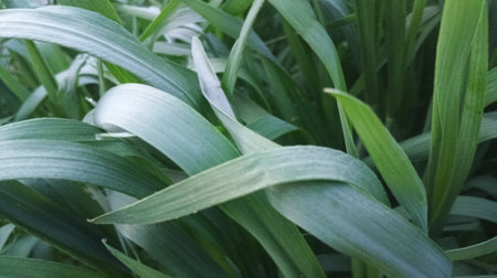 Close-up of green grass in the garden. Nature background.