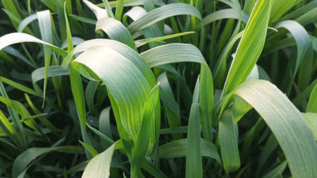 Green leaves of corn in the field. Natural background and texture.の写真素材