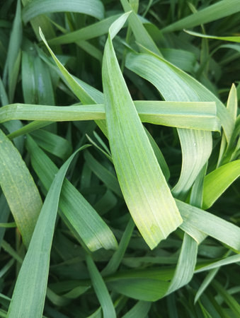 Close up of a green grass in the garden on a sunny day