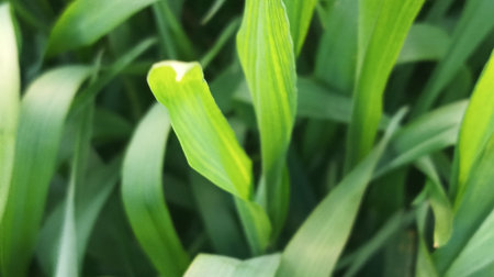 Green leaves of corn in the garden. Nature background. Selective focus.