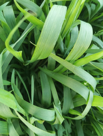 green grass texture background, closeup of green grass texture, green grass background