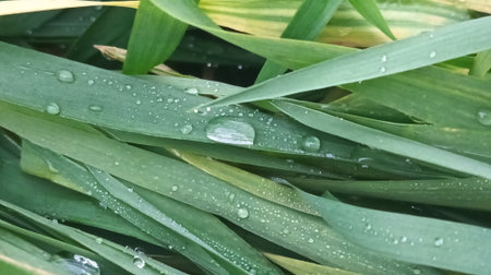 Water drops on the green grass after the rain. Natural background.