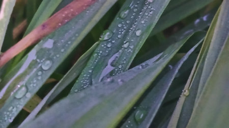 Rain drops on green grass in the garden. Raindrops on the leaves.