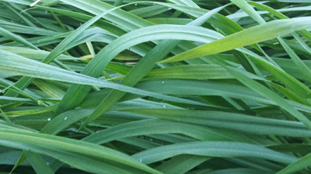 close up of green grass texture for background, nature and environment concept