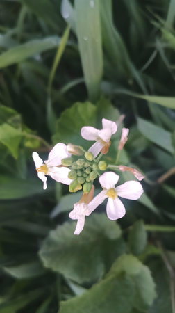 Flowers in the garden, closeup of photo, nature seriesのeditorial素材