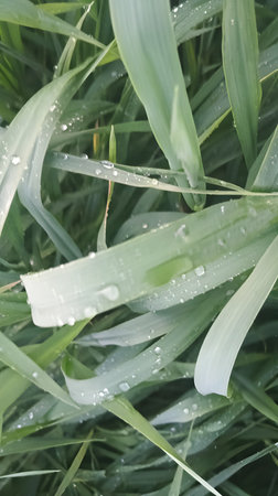Green grass with dew drops close-up. Natural background.のeditorial素材