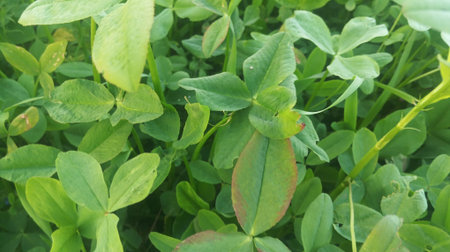 green clover leaves in nature, close-up of the leaves