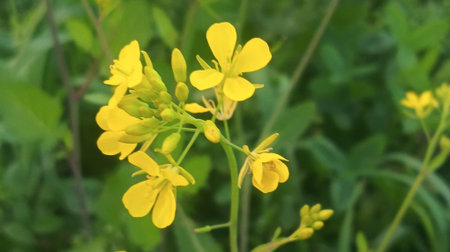 Close-up of rape flowers in the field. Selective focus.