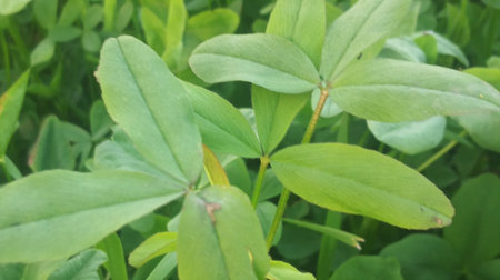 Green leaves of clover close-up. Beautiful natural background.