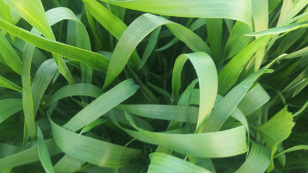 Close up of green grass texture background. Nature and environment concept.