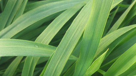Close up of green grass texture background. Selective focus with shallow depth of field.