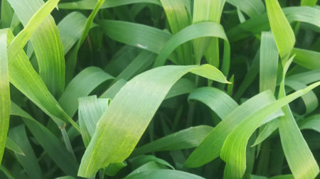 Close up of green grass in the garden. Natural green background.