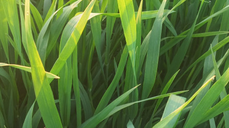 Green grass background, soft focus, close up, nature background.