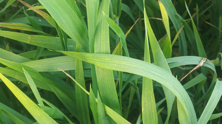 Green grass background. Close up of green grass texture. Green grass background.