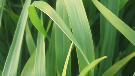 Green grass background. Close up of green grass texture. Nature background