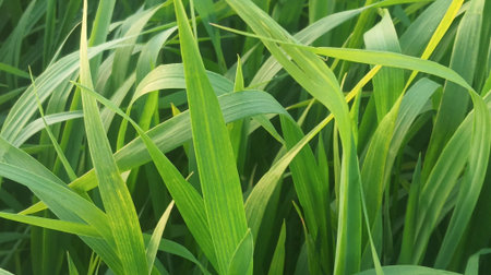 Close up of green grass in the field. Natural green background.