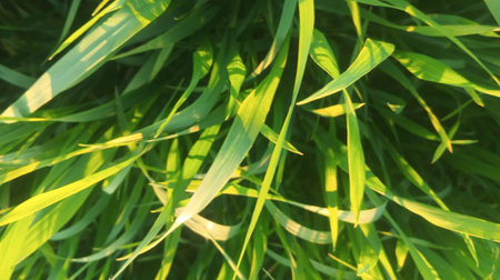 Green grass background. Natural green background. Green grass with sunlight.