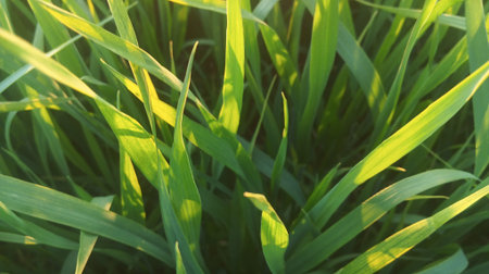 Green grass in the morning light. Close-up. Nature background.