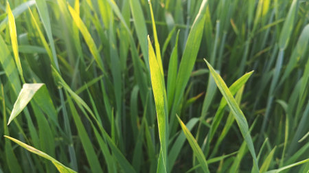 Green wheat field, close-up. Selective focus. Nature.の写真素材