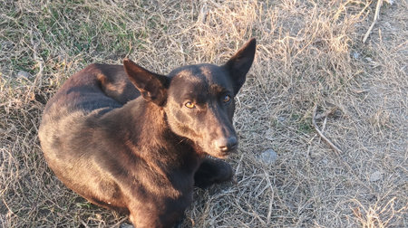 black dog lying on the grass, close-upの写真素材