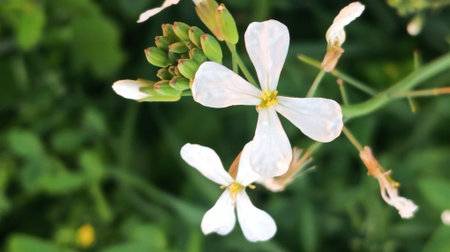 Close up of white flowers.