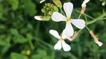 White flower in the garden. Shallow depth-of-field.の写真素材