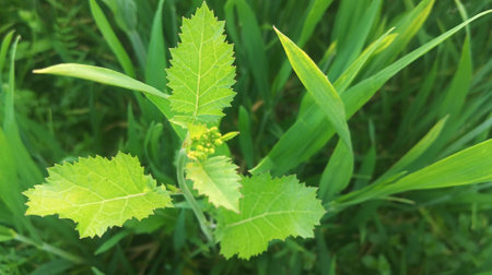 Green leaves on a green background. Green leaves on a green background.