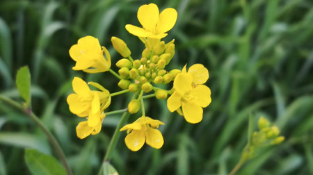 Close up of rape flower in the field, selective focus, shallow DOF.
