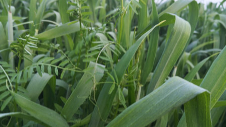 Close-up of young green corn plants growing in the field.