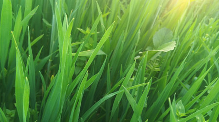 Green grass in the morning light. Abstract natural background with copy space.