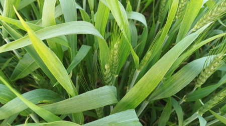 Green wheat growing in the field. Close-up of green wheat ears.