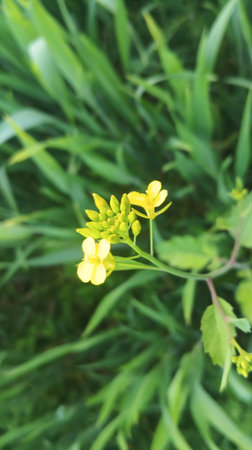 Yellow flower in the garden, shallow depth of field, soft focus