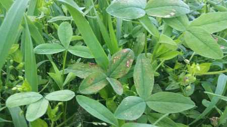 Leaves of clover with holes and holes in the skin.