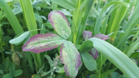 A close up of a four-leaf clover (Trifolium repens)