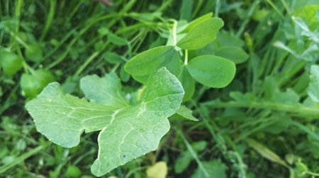 Green leaf in the garden. Selective focus on the leaves.