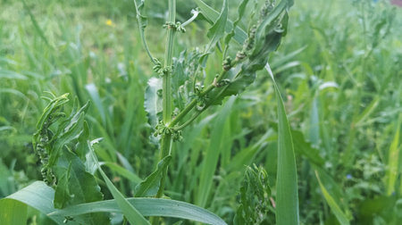 Close up of green plant in the field. Close-up of green plant in the field.