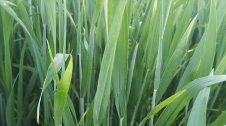 Close-up view of green grass in the field. Nature background