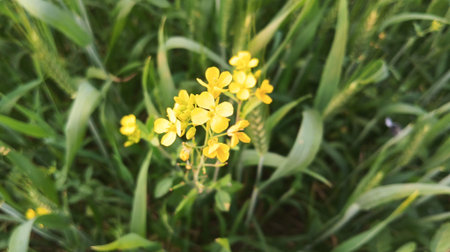 Blurred background of rape flowers in the field, shallow depth of field