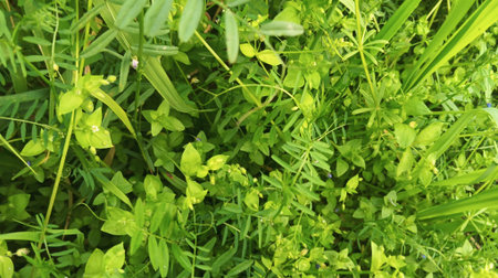 Green grass background. Natural green grass texture. Green grass background.