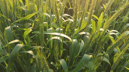 Green wheat field in the rays of the setting sun. Close up.
