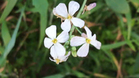 Cuckoo flower in the garden, close-up shot.の写真素材
